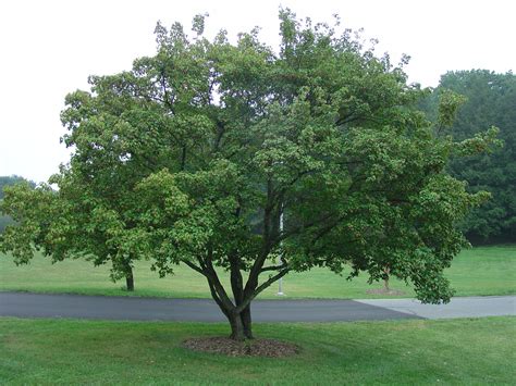 Plant cockspur hawthorn in full sun, partial shade of full shade. Amur Maple Excellent Medium Sized Tree For Urban Landscapes | What Grows There :: Hugh Conlon ...