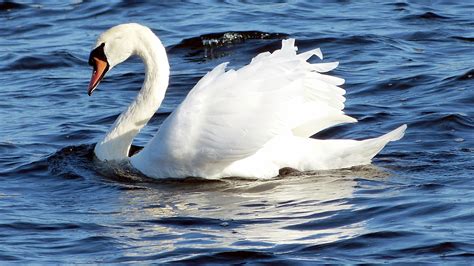 White Swan In Body In Body Of Water Free Image Peakpx