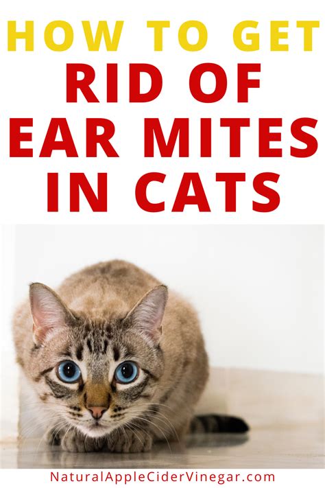 How To Get Rid Of Ear Mites In Cats Natural Home Remedy All Natural