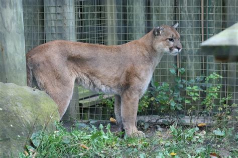 Toronto Zoo Oct 08 Cougar Stephanie Flickr