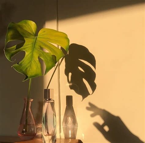 Plant Aesthetic Green Aesthetic Aesthetic Photo Aesthetic Pictures