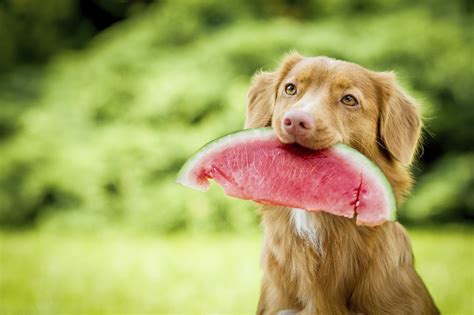 Give Your Dog Some Of The Best Healthy Dog Treats Around