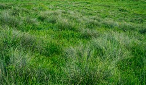 Textured Green Grass Meadow Free Stock Photo Public Domain Pictures
