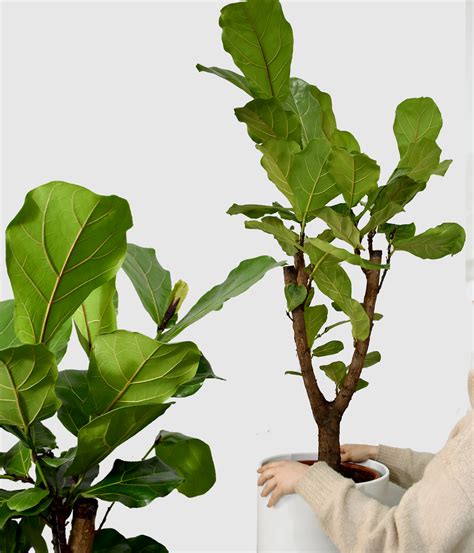 Ficus Lyrata Drevo Xl Onlyplants
