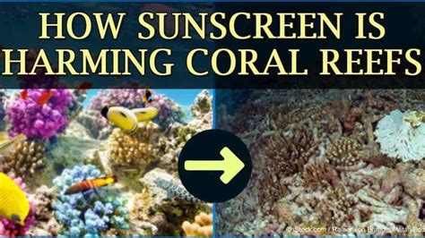 Protect Hawaiis Coral Reefs Ban Toxic Chemicals In Sunscreen How