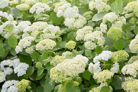 Hydrangea Arborescens Annabelle Smooth Hydrangea Garden