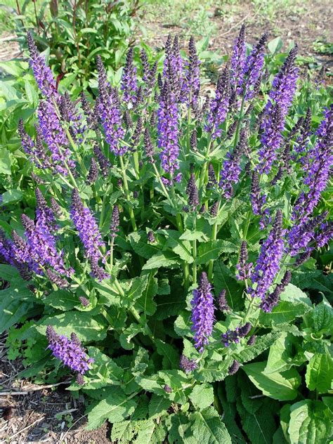 Growing of salvia from seeds. Salvia and dogs - pennlive.com