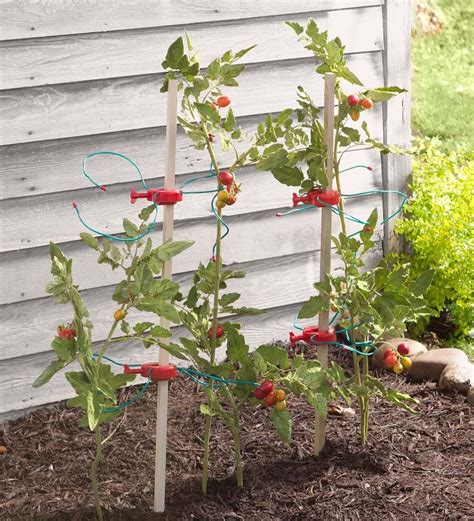 Tomato Tomboy Plant Supports Set Of 4 Garden Tools Tomato Plants