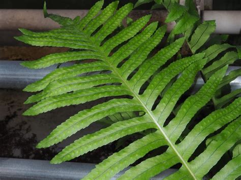 Polypodium Cambricum L Plants Of The World Online Kew Science