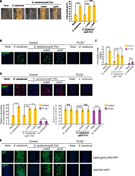 Figure 4 From Bacterial Derived Uracil As A Modulator Of Mucosal