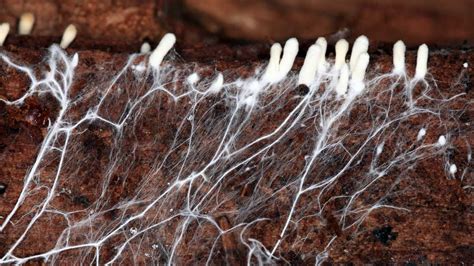 Fungal Infections: Lack of Research and Treatment