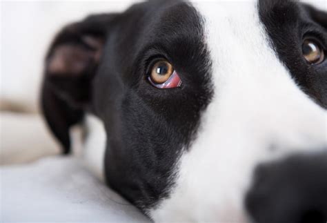 6 Fascinating Facts About Your Dogs Eyes Petmd