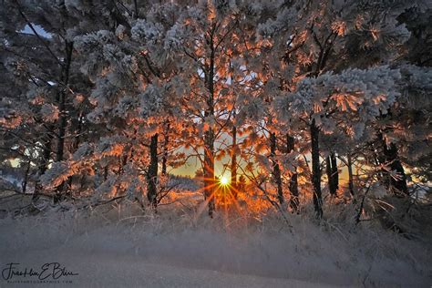 Sunrise Through The Snowy Pines Bliss Photographics Western