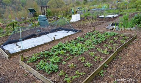 Vegetable Garden Pathway Ideas Fasci Garden