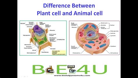 5 Major Differences Between Animal Cell And Plant Cell Youtube