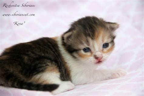 No shipping is available at this time. Available Siberian kittens!