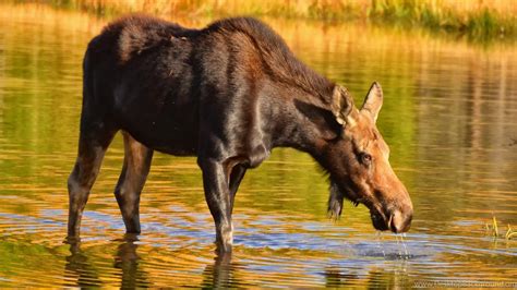 Download Wallpapers 3840x2160 Moose Nature Backgrounds 4k Ultra Hd