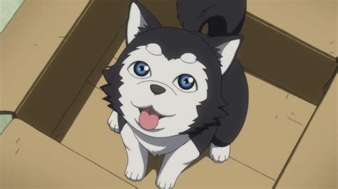 Kurokonobasket Tetsuya 2 Kuroko No Basket Anime Puppy Puppies 