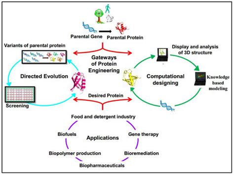 Protein Engineering Services Creative Biomart
