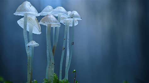 Closeup View Of White Mushroom In Blur Blue Background 4k Hd Nature