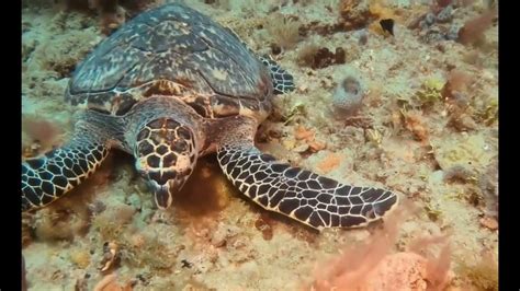 Hawksbill Sea Turtle Youtube