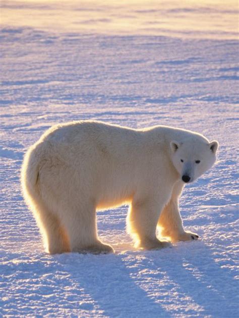 Comment Se Termine Le Film L'ours - L'ours polaire en 44 photographies uniques - Archzine.fr
