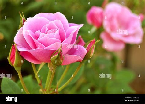 Pink Roses In Full Bloom Summertime Stock Photo Alamy