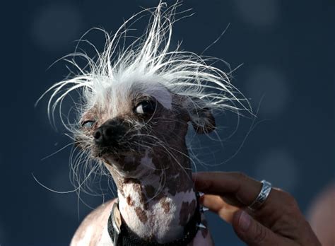 Worlds Ugliest Dog 2017 Is Martha See Pics Of Neapolitan