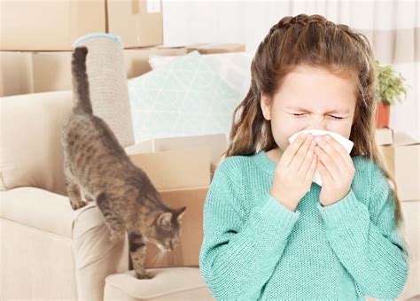 Alergia Na Kota Objawy I Leczenie Uczulenia Na Sier Kota Dicas Hot