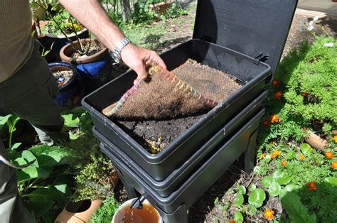 Keeping A Worm Farm — Compost Key