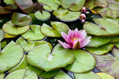 How To Plant A Water Lily Bbc Gardeners World Magazine