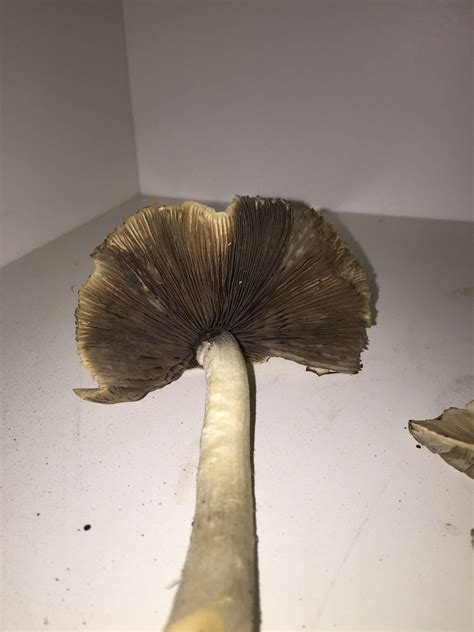 Id Help Please Mushroom Hunting And Identification Shroomery
