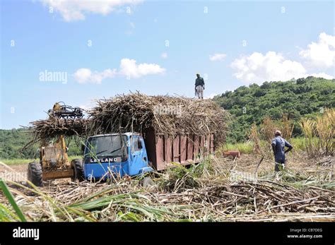 Workers In The Cane Field Harvesting Sugar Cane In Jamaica Stock Photo