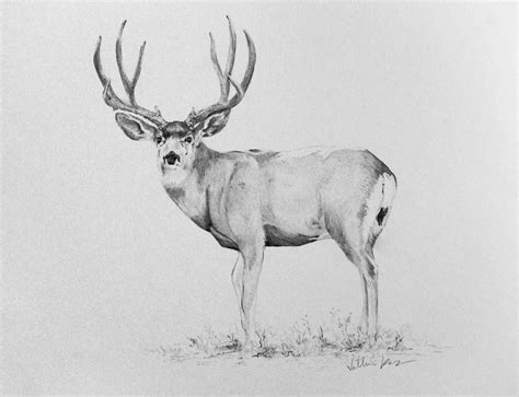 9x12 Inches Pencil Drawing Of A Mule Deer Buck Deer Drawing Deer