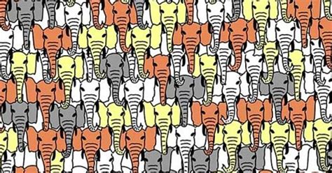 Can You Find The Panda Hidden Among The Elephants Try The Latest Viral