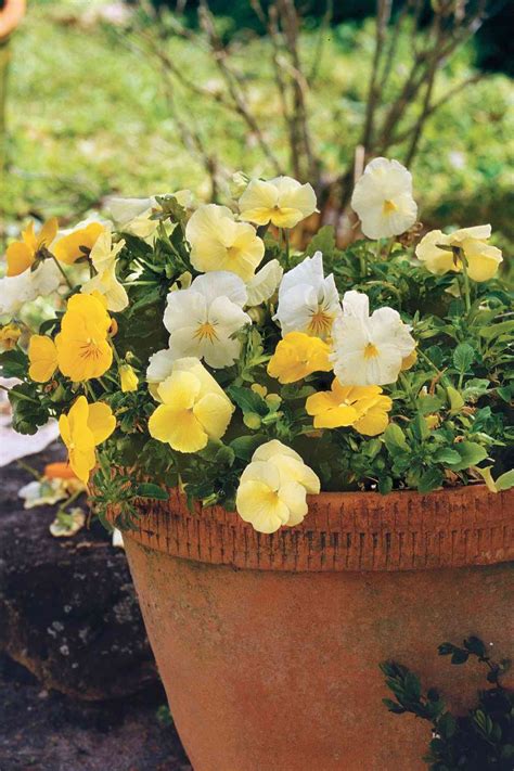 How To Grow And Care For Winter Pansies Ice Pansies