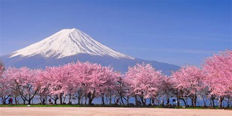 Japanese Cherry Blossom 12 Unusual Things You Should Know