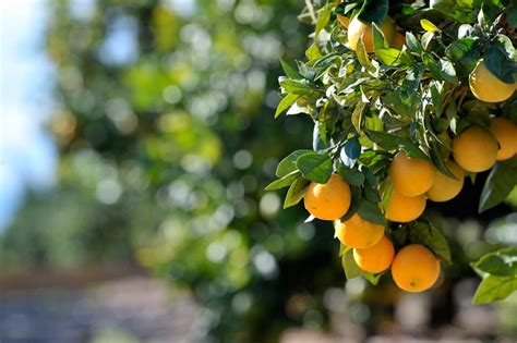 Gardenzeus Quick Tips Protecting Citrus Trees From Trunk Injuries
