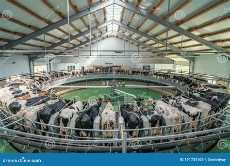 Automated Rotary Cow Milking Machine Equipment On Dairy Farm Many