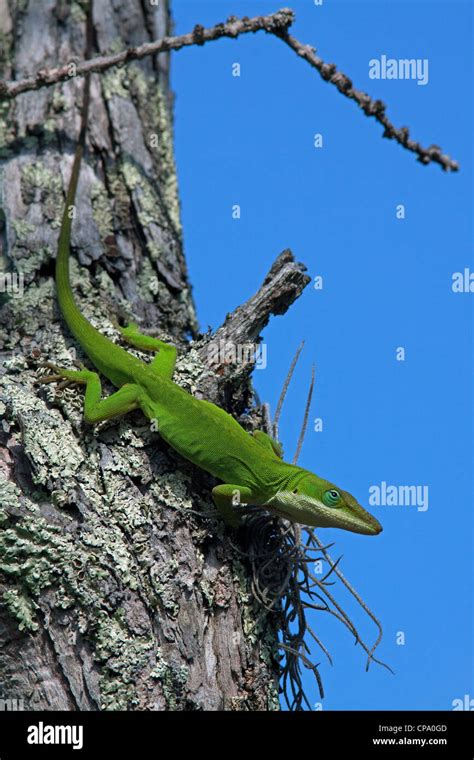 Green Or Carolina Anole Lizard Anolis Carolinensis On Cypress Tree