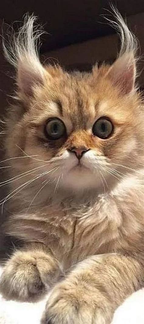 My cat has massive tufts on his ears cus he was born with it, and they owl ear tufts are tufts of feathers that stick out of an owl's head that look like ears. A Caring and Supportive Dad won't leave Mamas Side as ...