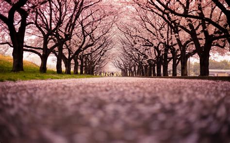Sakura Tree Wallpapers Top Free Sakura Tree Backgrounds Wallpaperaccess