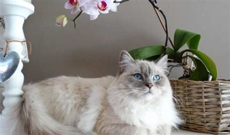 Ragdoll Cat Weight By Age Full Guide My British Shorthair