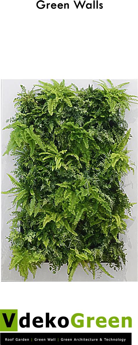 Green Wall Live Picture Xl Clipart Large Size Png Image Pikpng