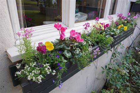 Andies Way Bright And Cheerful Winter Window Boxes