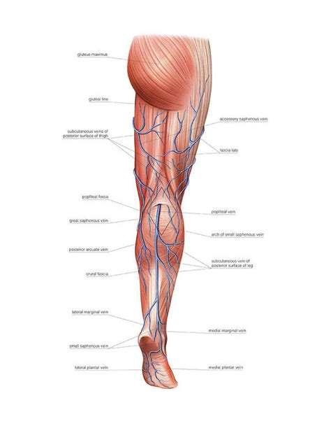 Venous System Of The Lower Limb Poster By Asklepios Medical Atlas