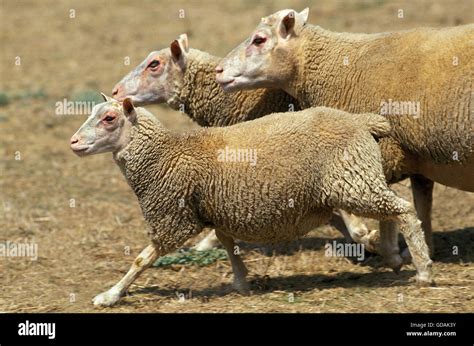 Charmois Sheep A French Breed Group Running Through Meadow Stock