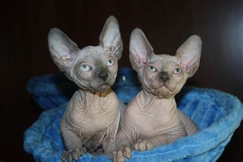 The abyssinian is thought by some to be one of the very oldest of all breeds of domestic cats. Sphynx Cats For Sale | Fort Myers, FL #249310 | Petzlover