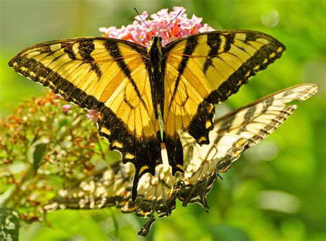Eastern Tiger Swallowtails Photograph By Mary Anne Williams Pixels