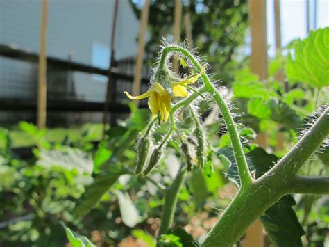 how to pollinate tomatoes properly sharara decor